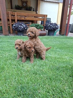 Pudel poodle toy red - 5