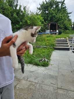 Katzen - 5