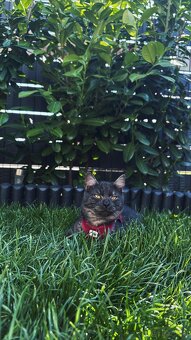 Deck Kater - 5