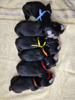 Berner Berghund - 5