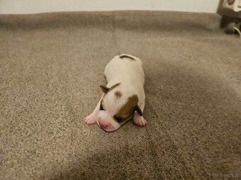 Jack Russell Terrier Welpen gew.13.04.2026 - 5