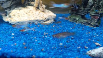 Guppy, Molly - 5