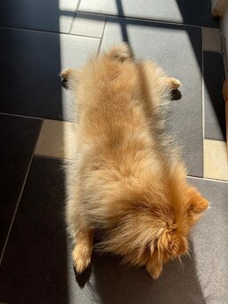 Männlicher Pomeranian-Welpe - 5