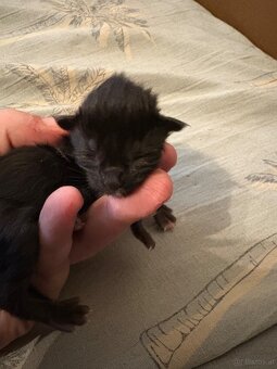 3 Maine Coon Mädels Abgabe ab 09.01.2026 - 5