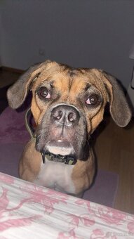 Boxermix Hündin sucht ihre Familie - 5