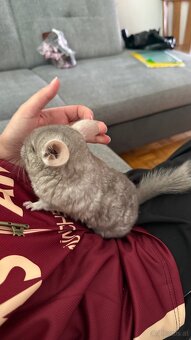 Chinchilla Mädchen zu vergeben - 5
