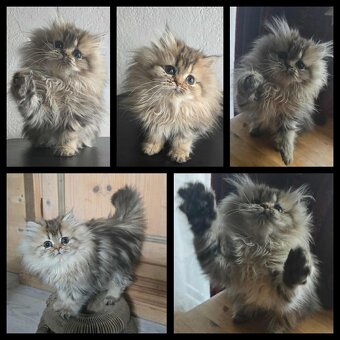 Reinrassige Perserkatzen - 5