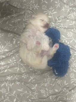 Pomeranian ( Zwergspitz Welpen ) - 5