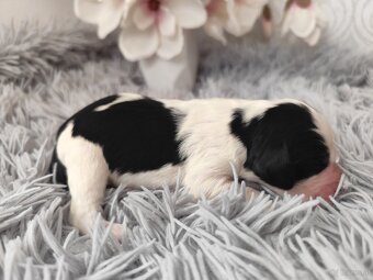 Englische Springer Spaniel Welpen mit PP FCI - 5