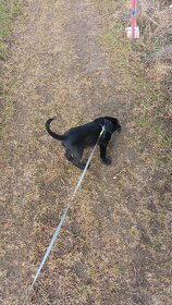 Labrador Retriever mischlingswelpe sucht ein neues Zuhause - 5