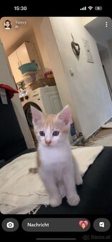 maine coon babys mix - 5