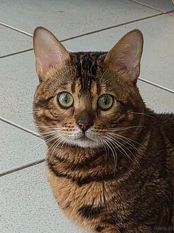 Bengalkater 2.5 Jahre alt Notfall - 5