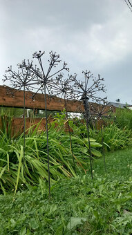 Löwenzahn - 5