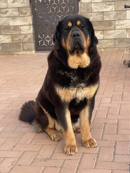 Tibetian Mastiff , Do khyi, Tibet doggen FCI - 5