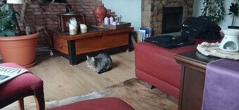 2 Kater suchen ein neues Zuhause - 5