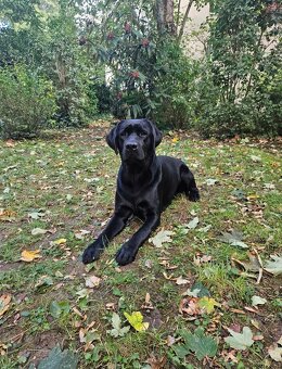 Labrador Deckrüde mit FCI Ahnentafel - 5