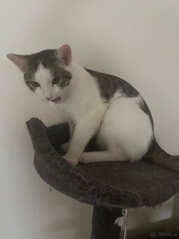 Katze u/o Kater in gute Hände abzugeben - 5