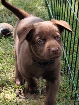 Australian Kelpie w Pedigree - 5
