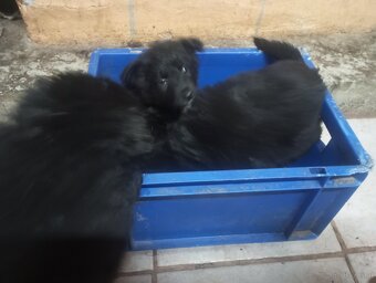 Howard Mischlinge - 5