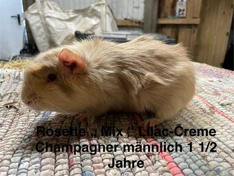 Meerschweinchen - 5