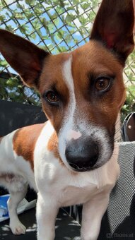 Jack Russell Trrier - 5