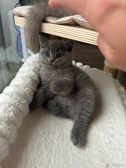 BKH Kitten - 5