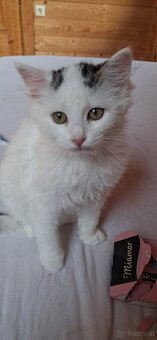 Süsse (langhaar) katzenbabys suchen liebevolles zuhause - 5