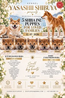 Shiba inu welpen mit FCI Pedigree - 5