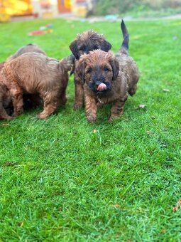 Briard welpen - 5