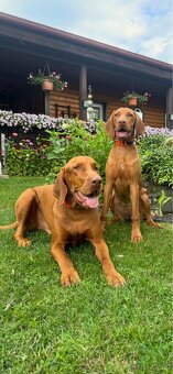 Personalisierte Hundehalsbänder mit Namen 🐾 – handgefertigt - 5