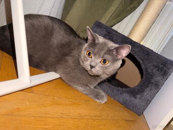 2 Britisch Kurzhaar Katzen (9 und 12 Monate) nur gemeinsam - 5