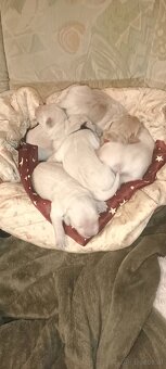 Golden Retriever Welpen - 5