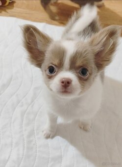 Chihuahua mit einer Ahnentafel FCI - 5