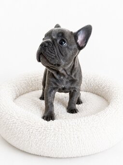 Französische Bulldogge – blaue Hündin mit Stammbaum - 5