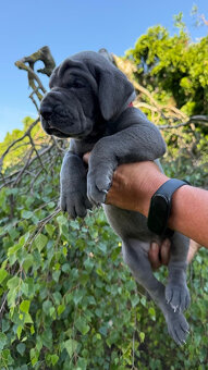 Deutsche Dogge blau - 5
