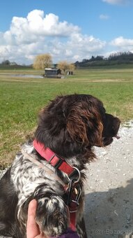Kleiner Münsterländer - 5