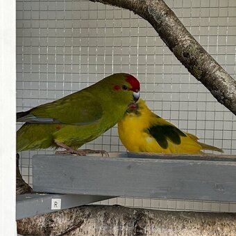 Ziegensittich Paar - 5