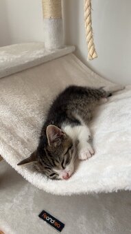 Europäisches Kurzhaar Kitten - 5