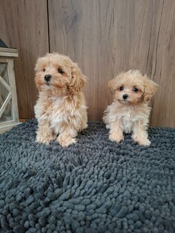 Maltipoo mini - 5