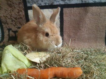 Zwergkaninchen jugendlich zu vergeben - 5