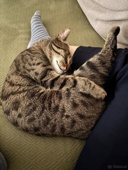 Kater 🐈‍⬛ - 5