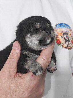 Shiba inu Welpen - 5