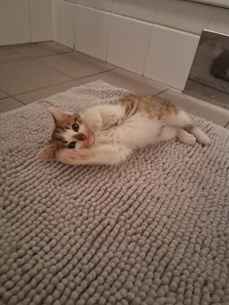 Süße Kätzchen - 5