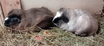 Cuy - Riesenmeerschweinchen - 5