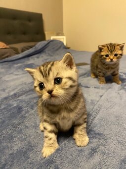 Katze - 5