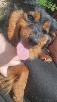 Dackel Mischling - 5