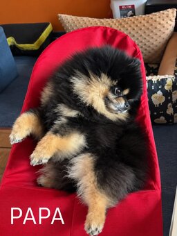 Merle Pomeranian Deckrüde, Stammbaum - 5