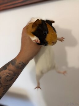 Junge Meerschweinchen-Dame "Jenny" (Weibchen, aus Zoohande - 5