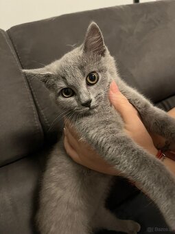 BKH katzen 2 Männchen und 2 Weibchen - 5