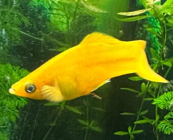 Mollys, Platys und noch mehr zum verkaufen 🐟 - 5